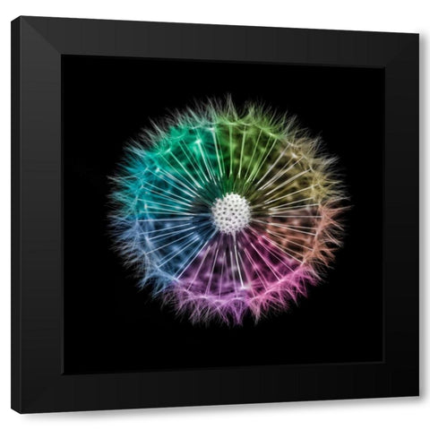 Dandelion Clock over black background Black Modern Wood Framed Art Print with Double Matting by Frank, Assaf