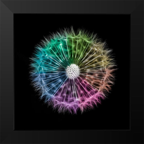 Dandelion Clock over black background Black Modern Wood Framed Art Print by Frank, Assaf