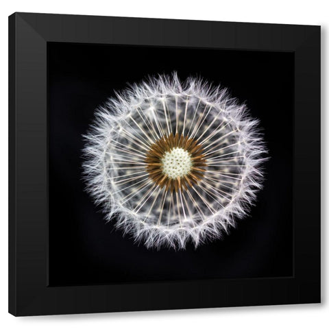 Dandelion Clock Black Modern Wood Framed Art Print with Double Matting by Frank, Assaf