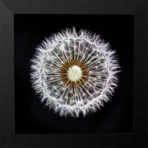 Dandelion Clock Black Modern Wood Framed Art Print by Frank, Assaf