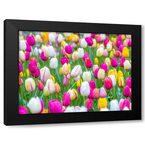 Tulips in garden Black Modern Wood Framed Art Print with Double Matting by Frank, Assaf