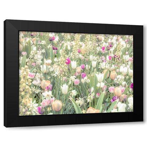 Colorful Tulip flowers Black Modern Wood Framed Art Print with Double Matting by Frank, Assaf