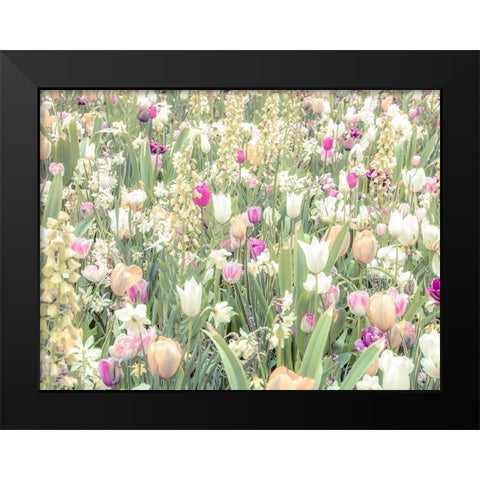Colorful Tulip flowers Black Modern Wood Framed Art Print by Frank, Assaf