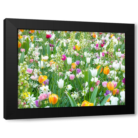 Colorful Tulip flowers Black Modern Wood Framed Art Print by Frank, Assaf