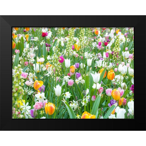 Colorful Tulip flowers Black Modern Wood Framed Art Print by Frank, Assaf