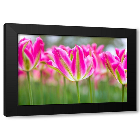 Colorful Tulip flowers Black Modern Wood Framed Art Print with Double Matting by Frank, Assaf