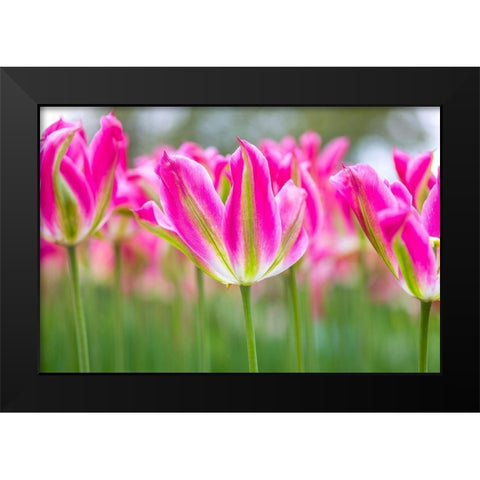 Colorful Tulip flowers Black Modern Wood Framed Art Print by Frank, Assaf