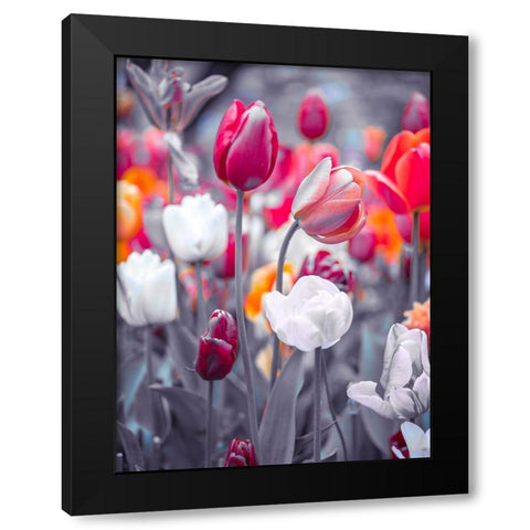 Colorful Tulip flowers Black Modern Wood Framed Art Print by Frank, Assaf
