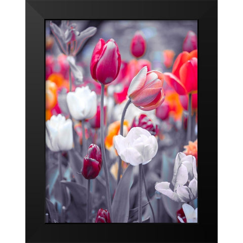 Colorful Tulip flowers Black Modern Wood Framed Art Print by Frank, Assaf