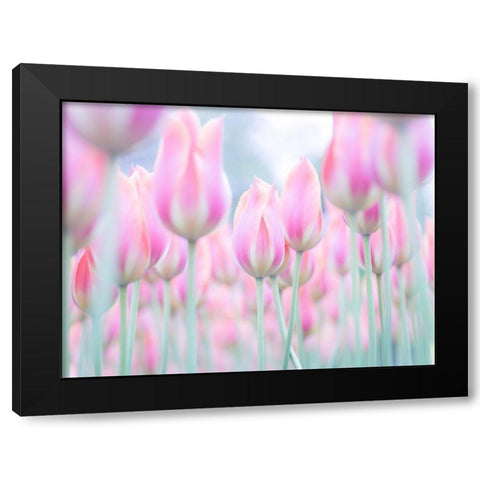 Colorful Tulip flowers Black Modern Wood Framed Art Print with Double Matting by Frank, Assaf