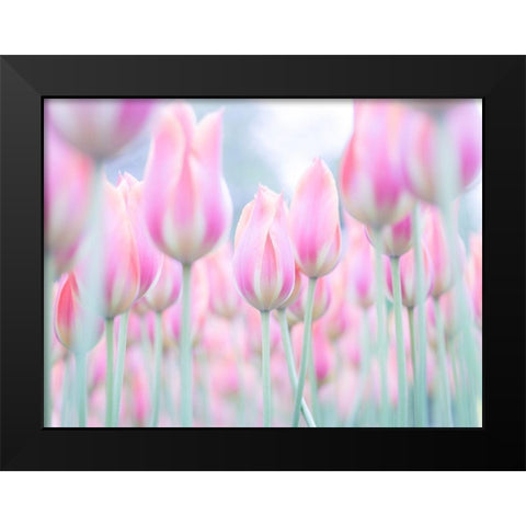 Colorful Tulip flowers Black Modern Wood Framed Art Print by Frank, Assaf