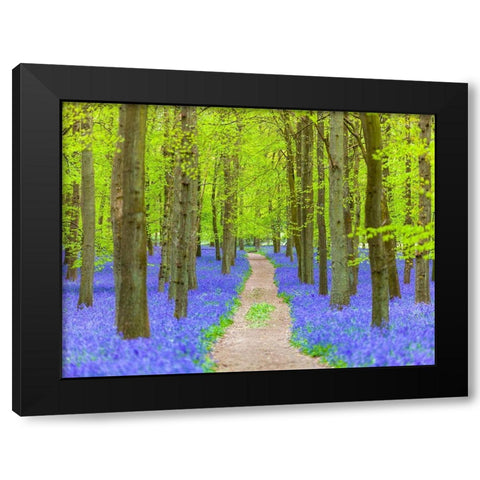 Bluebell path Black Modern Wood Framed Art Print by Frank, Assaf
