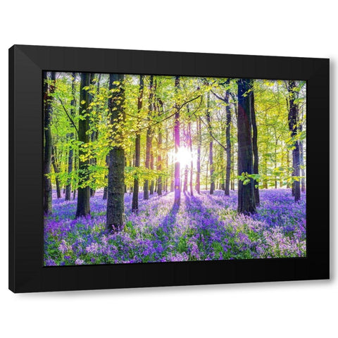 Bluebells Black Modern Wood Framed Art Print by Frank, Assaf