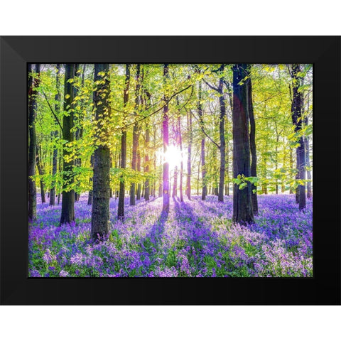 Bluebells Black Modern Wood Framed Art Print by Frank, Assaf