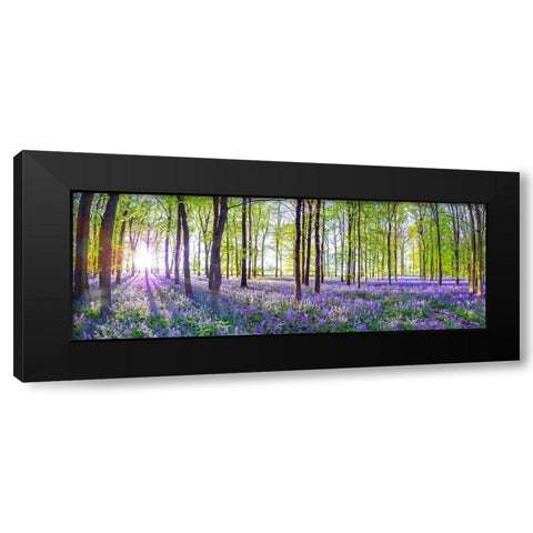 Bluebells Black Modern Wood Framed Art Print by Frank, Assaf