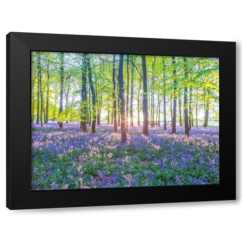 Bluebells Black Modern Wood Framed Art Print with Double Matting by Frank, Assaf
