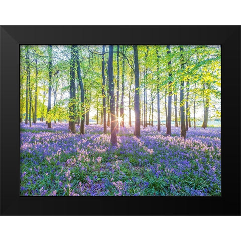 Bluebells Black Modern Wood Framed Art Print by Frank, Assaf