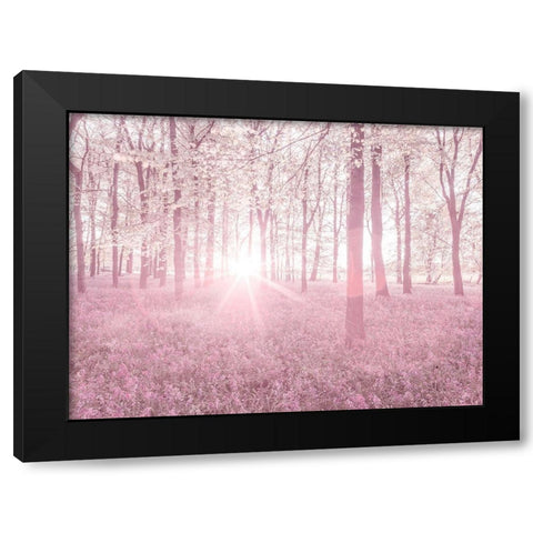 Bluebells in pink Black Modern Wood Framed Art Print by Frank, Assaf