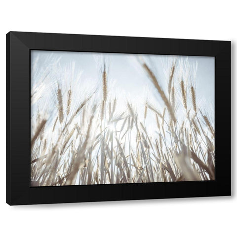 Sun rays through barley filed Black Modern Wood Framed Art Print with Double Matting by Frank, Assaf