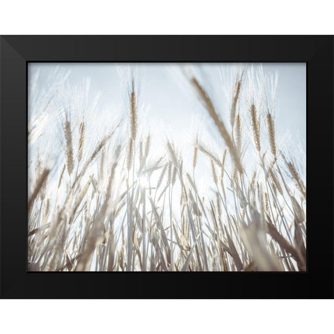 Sun rays through barley filed Black Modern Wood Framed Art Print by Frank, Assaf