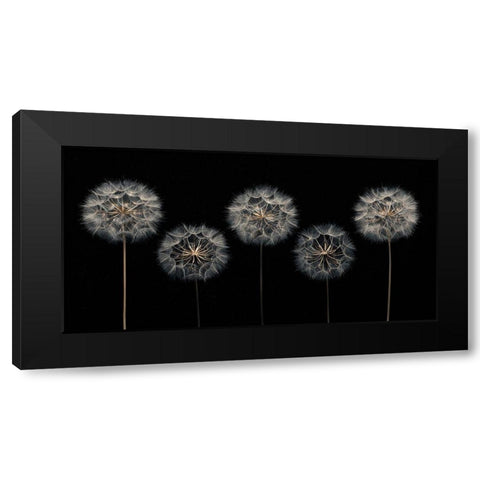Dandelion flowers over black background Black Modern Wood Framed Art Print with Double Matting by Frank, Assaf