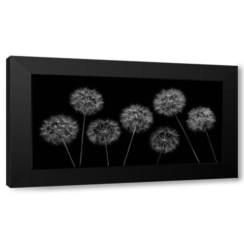 Dandelion flowers over black background Black Modern Wood Framed Art Print with Double Matting by Frank, Assaf