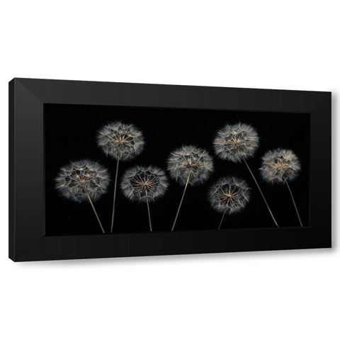 Dandelion flowers over black background Black Modern Wood Framed Art Print by Frank, Assaf