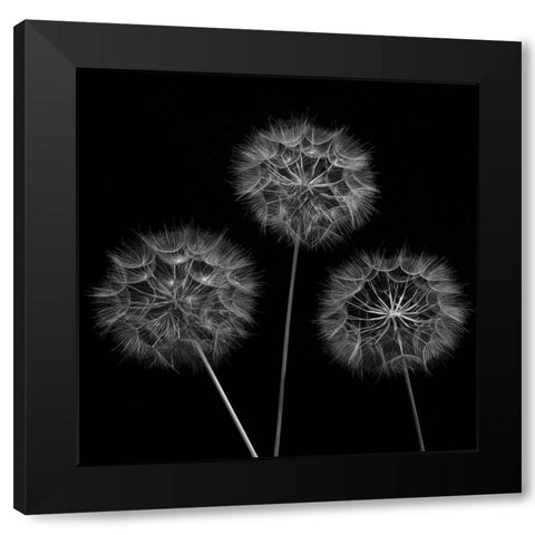 Dandelion flowers over black background Black Modern Wood Framed Art Print with Double Matting by Frank, Assaf