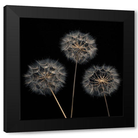 Dandelion flowers over black background Black Modern Wood Framed Art Print by Frank, Assaf