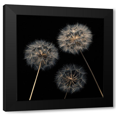Dandelion flowers over black background Black Modern Wood Framed Art Print by Frank, Assaf