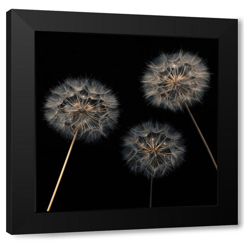 Dandelion flowers over black background Black Modern Wood Framed Art Print with Double Matting by Frank, Assaf