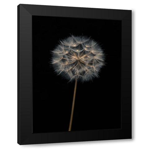 Dandelion flower over black background Black Modern Wood Framed Art Print with Double Matting by Frank, Assaf