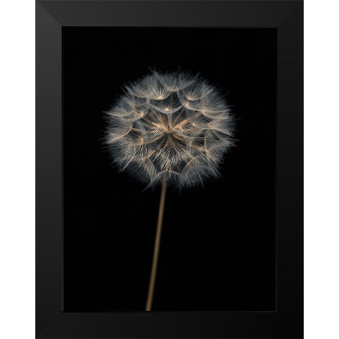 Dandelion flower over black background Black Modern Wood Framed Art Print by Frank, Assaf
