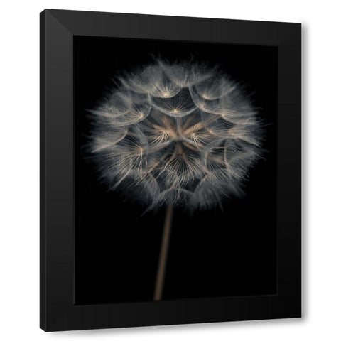 Dandelion flower over black background Black Modern Wood Framed Art Print with Double Matting by Frank, Assaf