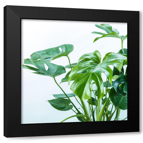 Close-up of a plant on white background Black Modern Wood Framed Art Print by Frank, Assaf