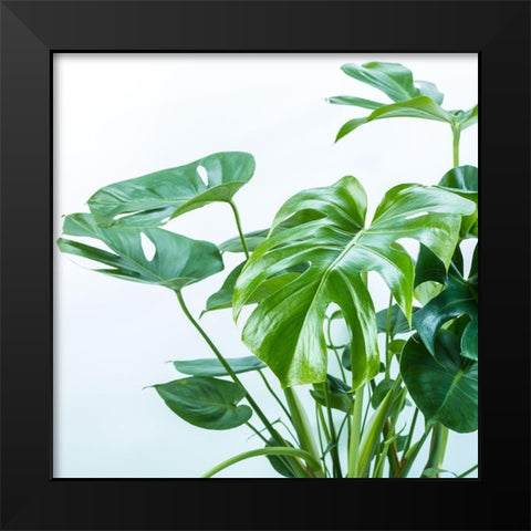 Close-up of a plant on white background Black Modern Wood Framed Art Print by Frank, Assaf