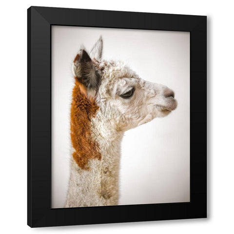 Close-up of Alpaca Black Modern Wood Framed Art Print with Double Matting by Frank, Assaf