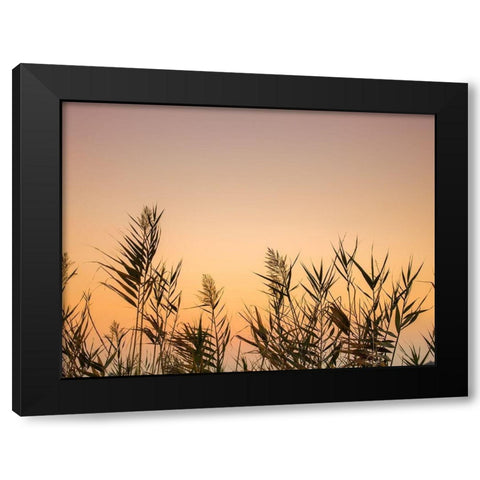 Reeds Black Modern Wood Framed Art Print by Frank, Assaf