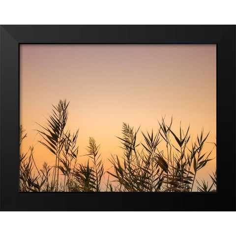 Reeds Black Modern Wood Framed Art Print by Frank, Assaf
