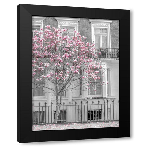 Magnolia tree outside house in London Black Modern Wood Framed Art Print with Double Matting by Frank, Assaf