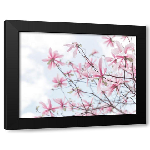 Magnolias against sky Black Modern Wood Framed Art Print with Double Matting by Frank, Assaf