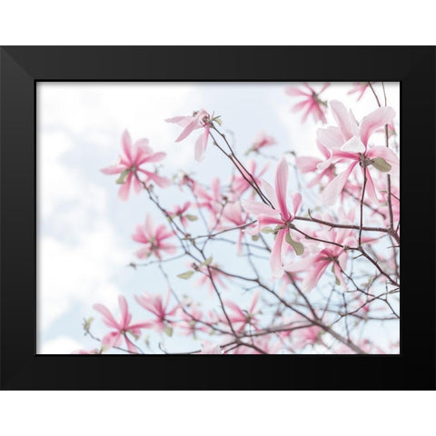 Magnolias against sky Black Modern Wood Framed Art Print by Frank, Assaf