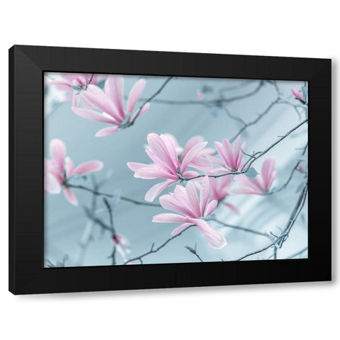 Magnolia flowers Black Modern Wood Framed Art Print by Frank, Assaf