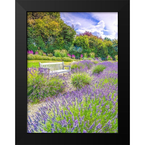 Lavender field Black Modern Wood Framed Art Print by Frank, Assaf