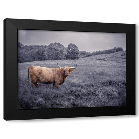 Highland Cow Black Modern Wood Framed Art Print by Frank, Assaf