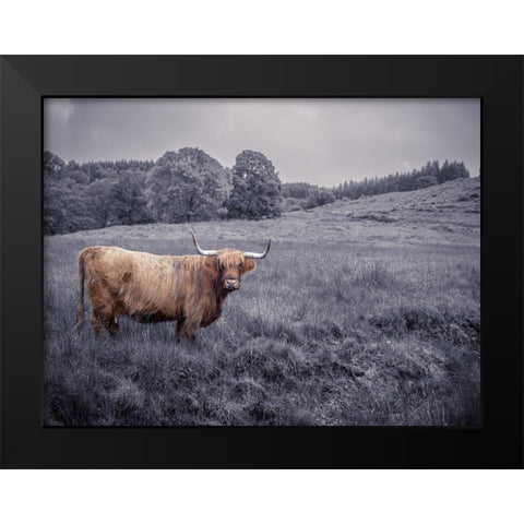 Highland Cow Black Modern Wood Framed Art Print by Frank, Assaf