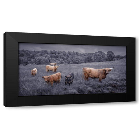 Highland Cows, FTBR-1913 Black Modern Wood Framed Art Print by Frank, Assaf