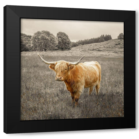 Highland Cows Black Modern Wood Framed Art Print by Frank, Assaf
