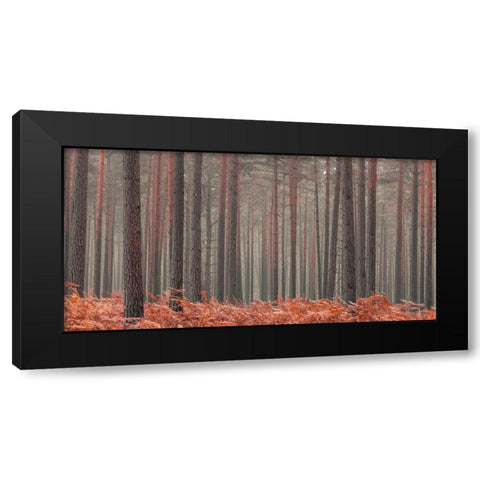 Misty Forest Black Modern Wood Framed Art Print by Frank, Assaf