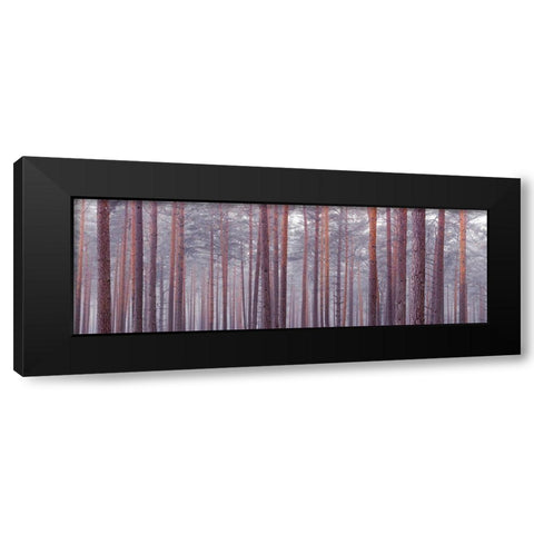 Tree trunks Black Modern Wood Framed Art Print with Double Matting by Frank, Assaf
